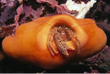 Steam更新：Steam 库和商店显示PS手柄支持